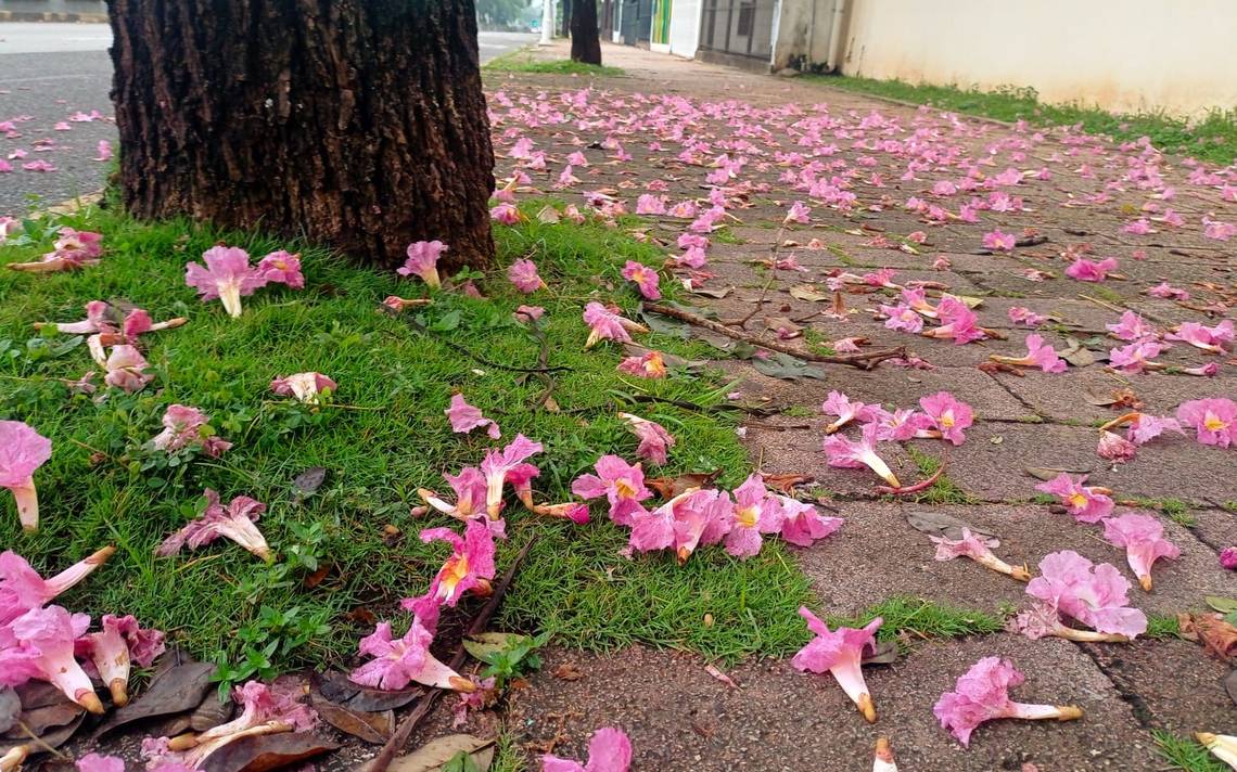 Se adelantan los Macuilis y tapizan de rosa las calles de Villahermosa - El  Heraldo de Tabasco | Noticias Locales, Policiacas, sobre México, Tabasco y  el Mundo