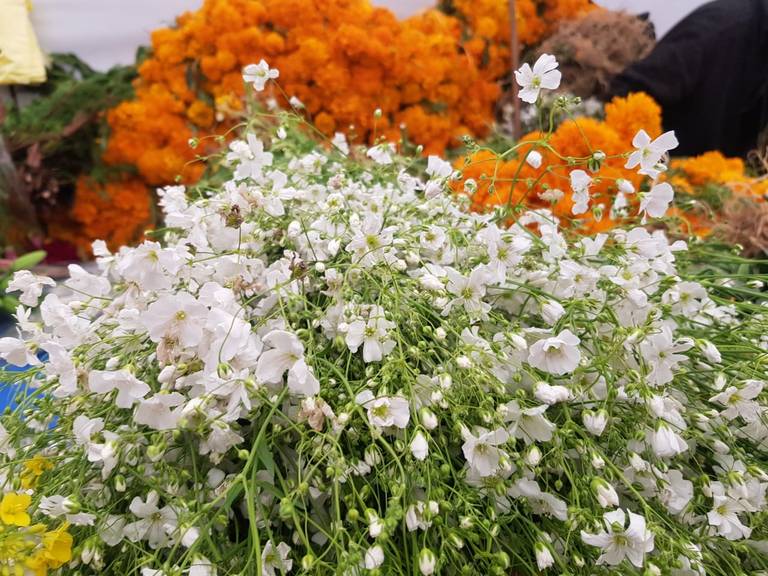 5 tipos de flores para poner en tu altar de muertos - El Heraldo de Tabasco  | Noticias Locales, Policiacas, sobre México, Tabasco y el Mundo